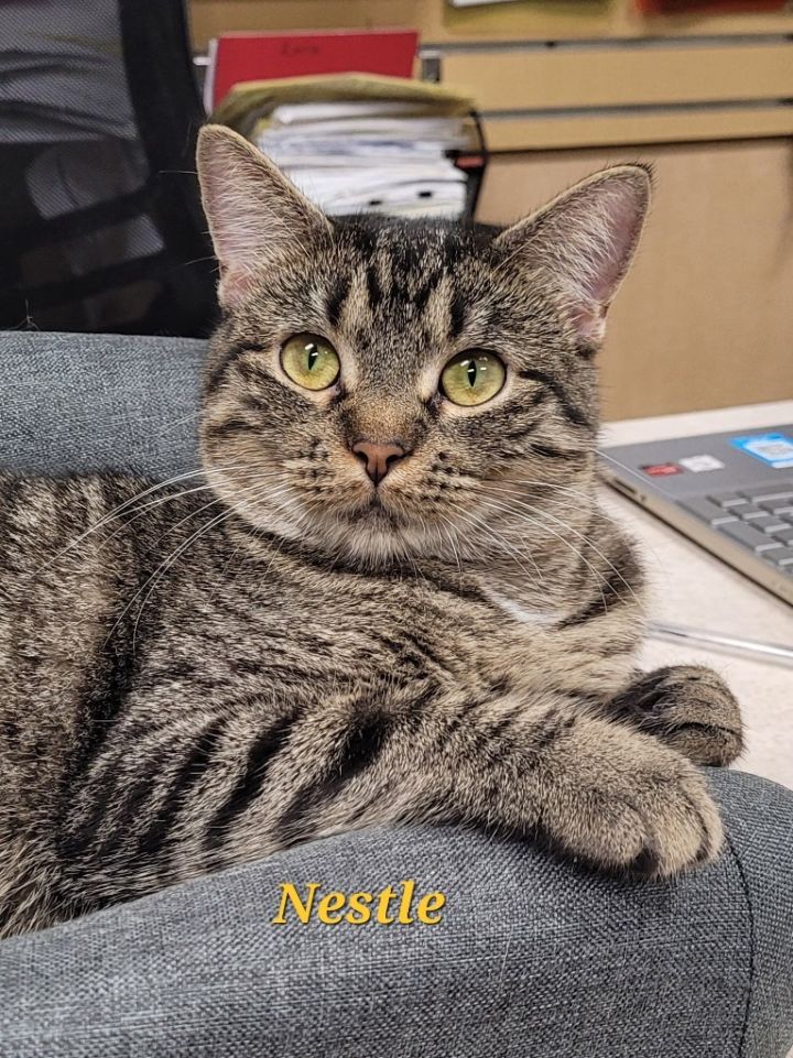 Nestle 1