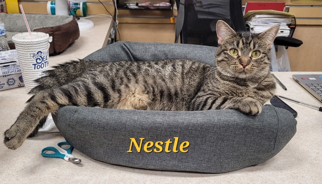 Nestle, an adoptable Domestic Short Hair in Cedar Rapids, IA, 52404 | Photo Image 2