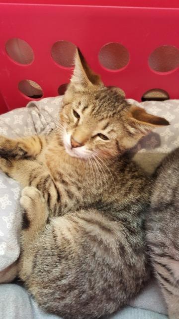 Hubert