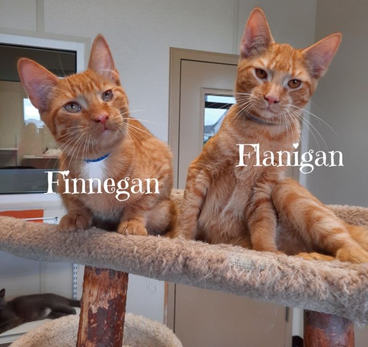 Flanigan / Finnegan 3