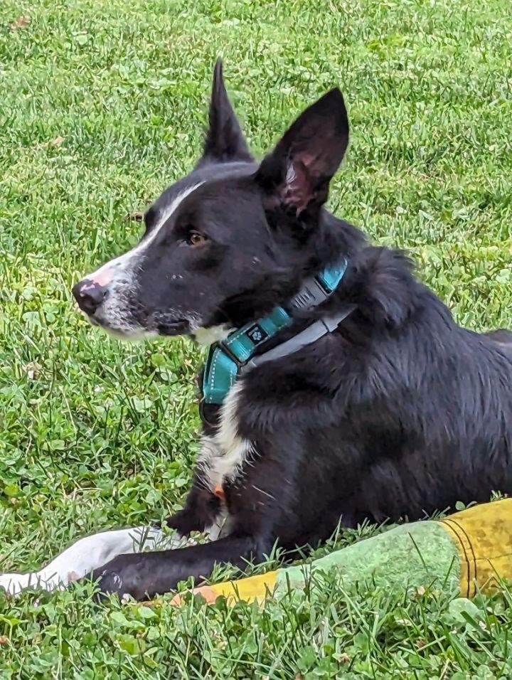 Tux, an adoptable Border Collie in Chestertown, MD_image-2