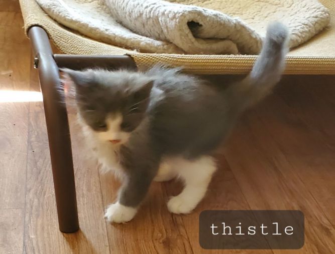 Thistle