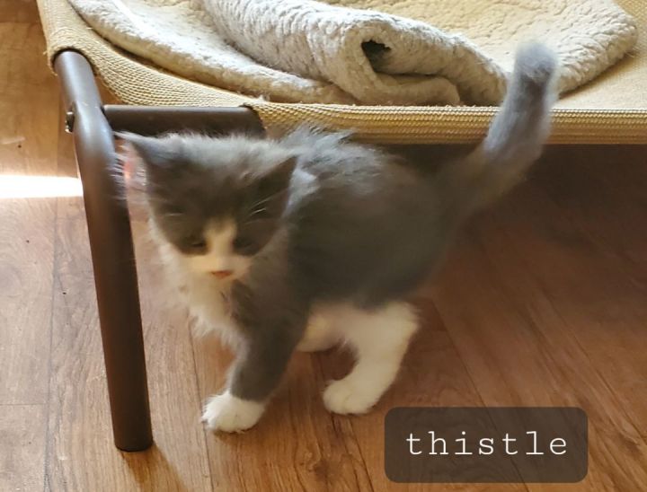 Thistle, an adoptable Domestic Short Hair in St. Cloud, MN_image-1