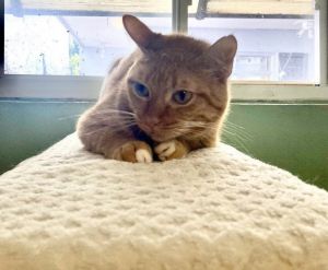 Adult Yellow Tabby FemaleSweetie is welljust the sweetest and gentle kitty pre
