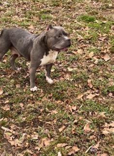 Ginger sales pitbull puppy