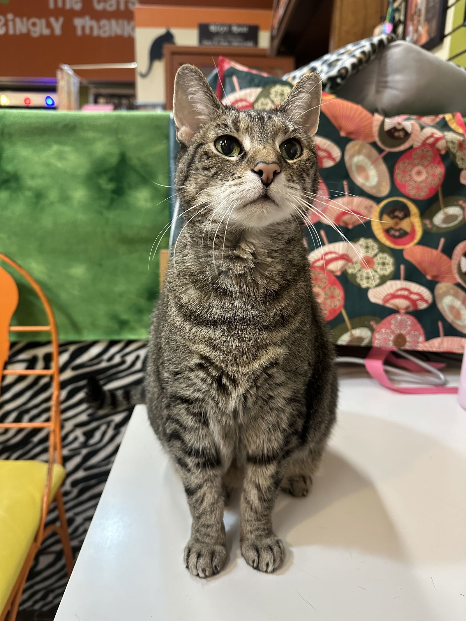 Kiddo, an adoptable Domestic Short Hair in Blasdell, NY, 14219 | Photo Image 1