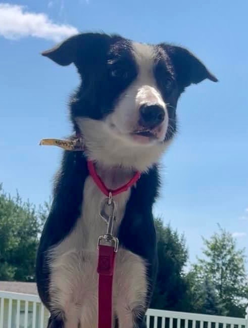 Cap , an adoptable Border Collie in Chestertown, MD_image-2