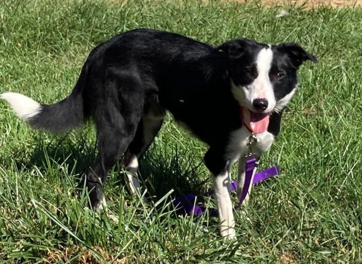 Cap , an adoptable Border Collie in Chestertown, MD_image-1
