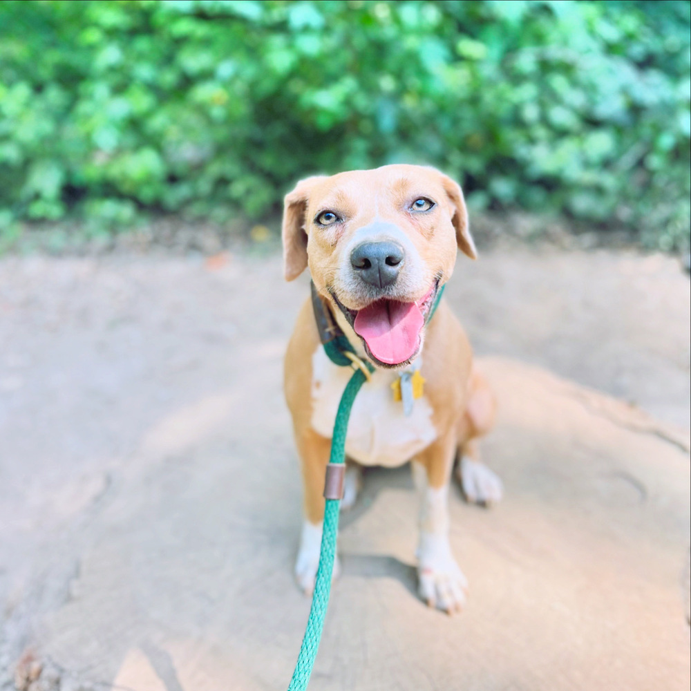 Liza, an adoptable Rhodesian Ridgeback, Coonhound in Wake Forest, NC, 27587 | Photo Image 1