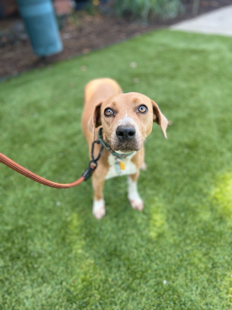 Liza, an adoptable Rhodesian Ridgeback, Coonhound in Wake Forest, NC, 27587 | Photo Image 2