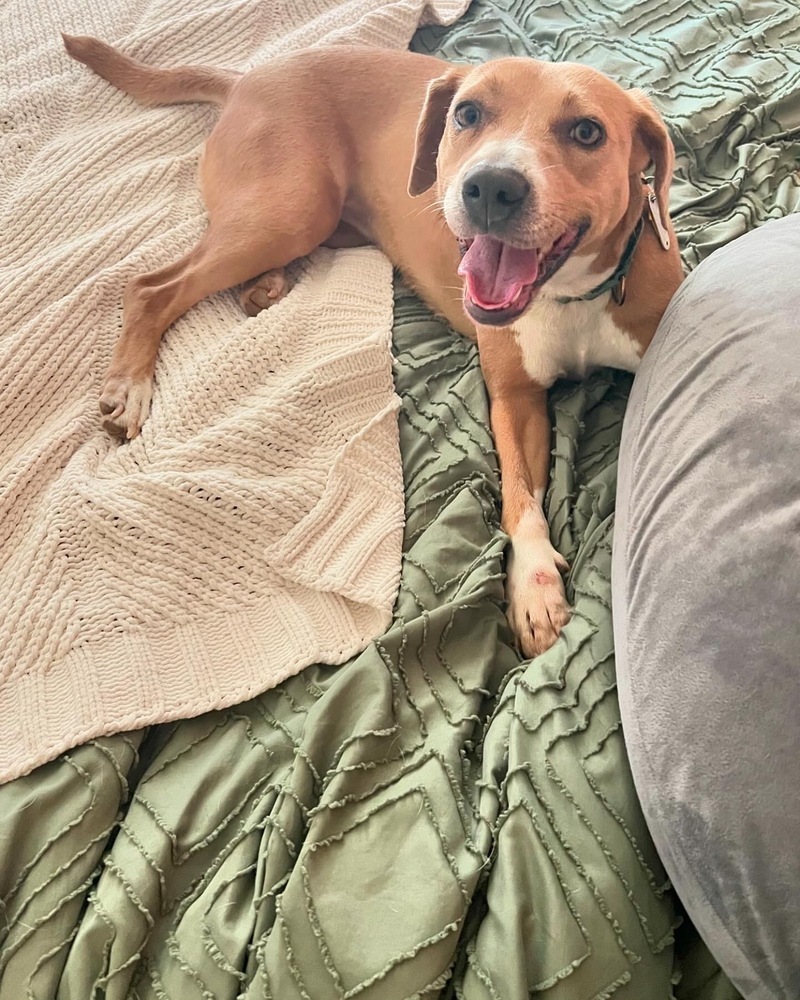 Liza, an adoptable Rhodesian Ridgeback, Coonhound in Wake Forest, NC, 27587 | Photo Image 3