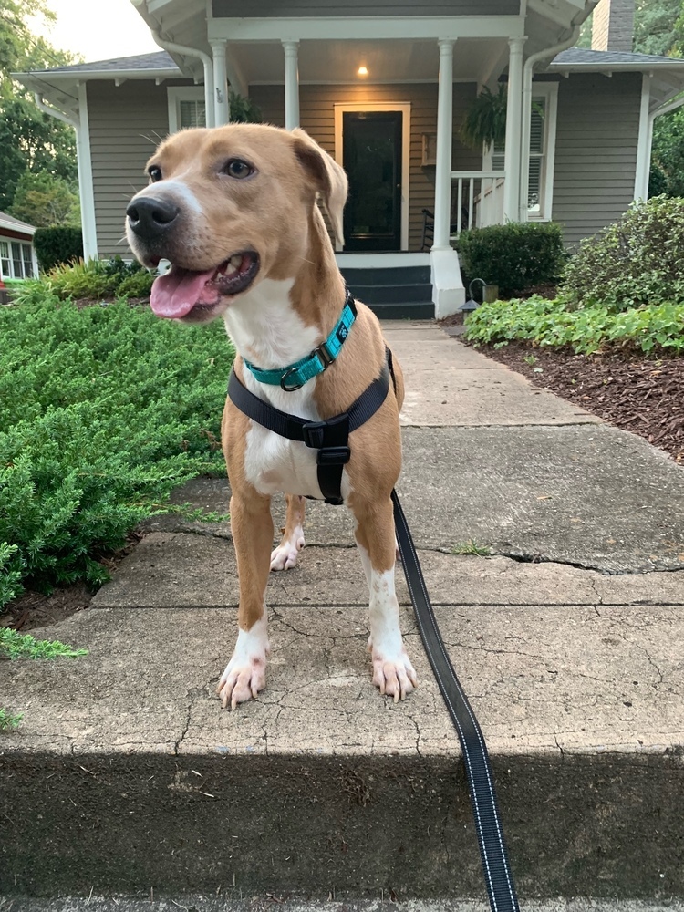 Liza, an adoptable Rhodesian Ridgeback, Coonhound in Wake Forest, NC, 27587 | Photo Image 4