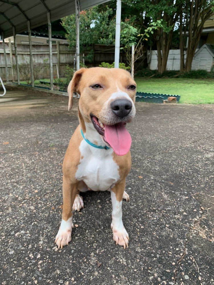 Liza, an adoptable Rhodesian Ridgeback, Coonhound in Wake Forest, NC, 27587 | Photo Image 5