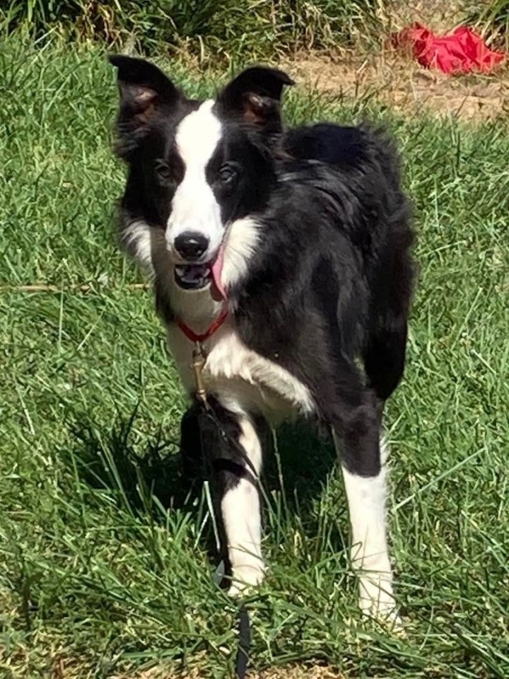 Cotton , an adoptable Border Collie in Chestertown, MD_image-4