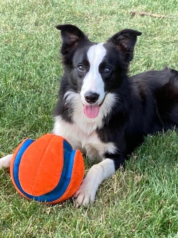 Cotton , an adoptable Border Collie in Chestertown, MD_image-1