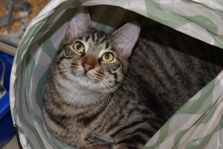 Jamison , an adoptable Domestic Short Hair in Milledgeville, GA_image-1