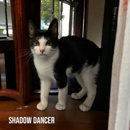Shadow Dancer, an adoptable Domestic Short Hair in Cumberland, MD_image-1