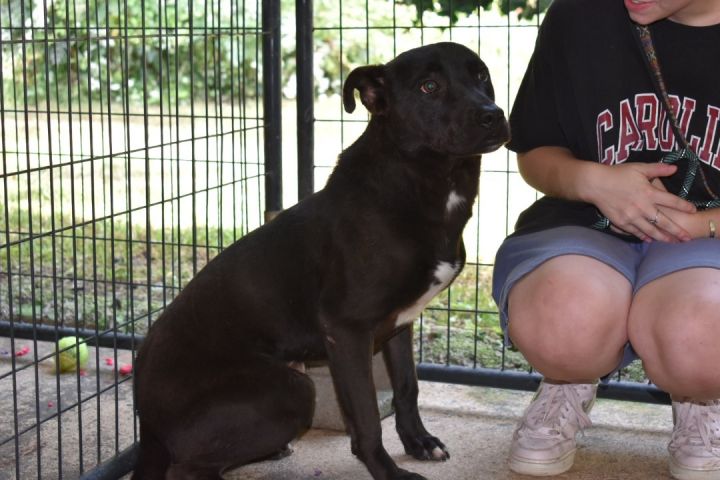 Charlie, an adoptable Black Labrador Retriever Mix in Milledgeville, GA_image-2
