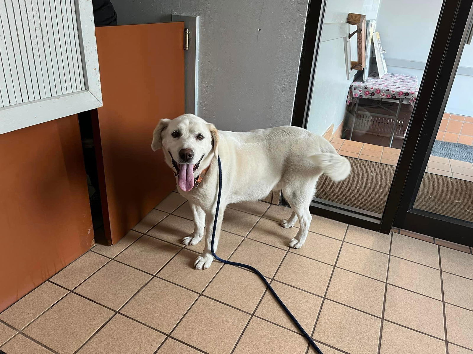 Herkie, an adoptable Yellow Labrador Retriever in Cedar Rapids, IA, 52405 | Photo Image 1