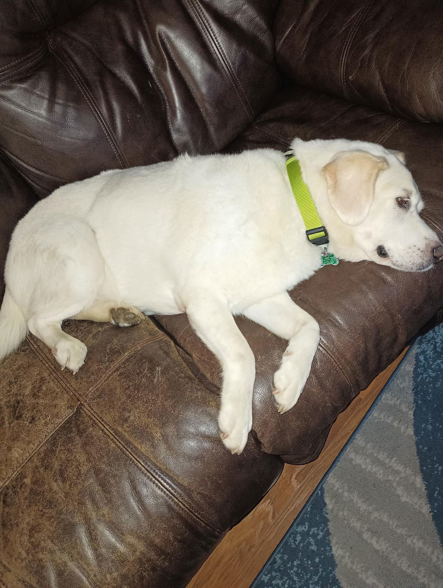 Herkie, an adoptable Yellow Labrador Retriever in Cedar Rapids, IA, 52405 | Photo Image 3