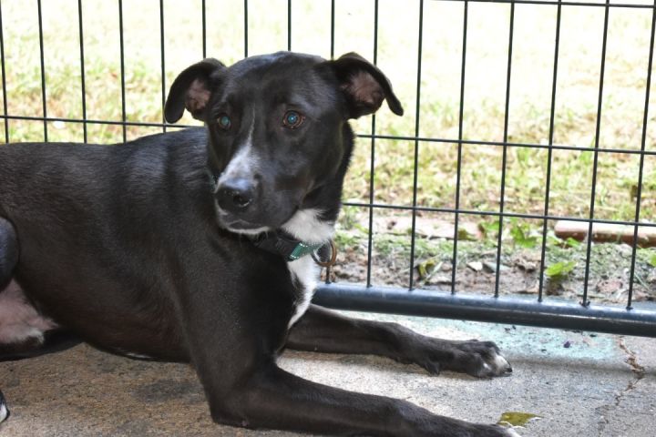 Cooper, an adoptable Black Labrador Retriever in Milledgeville, GA_image-1