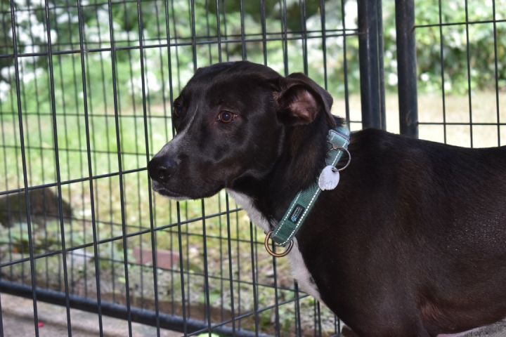 Cooper, an adoptable Black Labrador Retriever in Milledgeville, GA_image-2