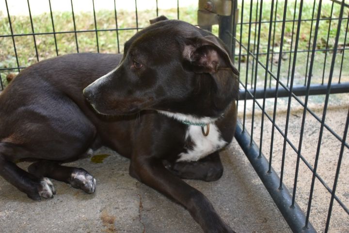 Cooper, an adoptable Black Labrador Retriever in Milledgeville, GA_image-4