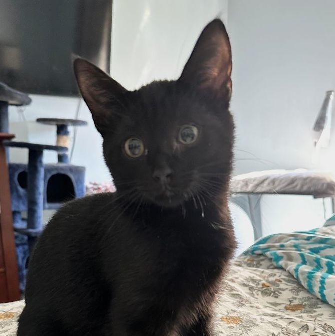 Cat for adoption - Onyx, a Domestic Short Hair & Bombay Mix in East ...