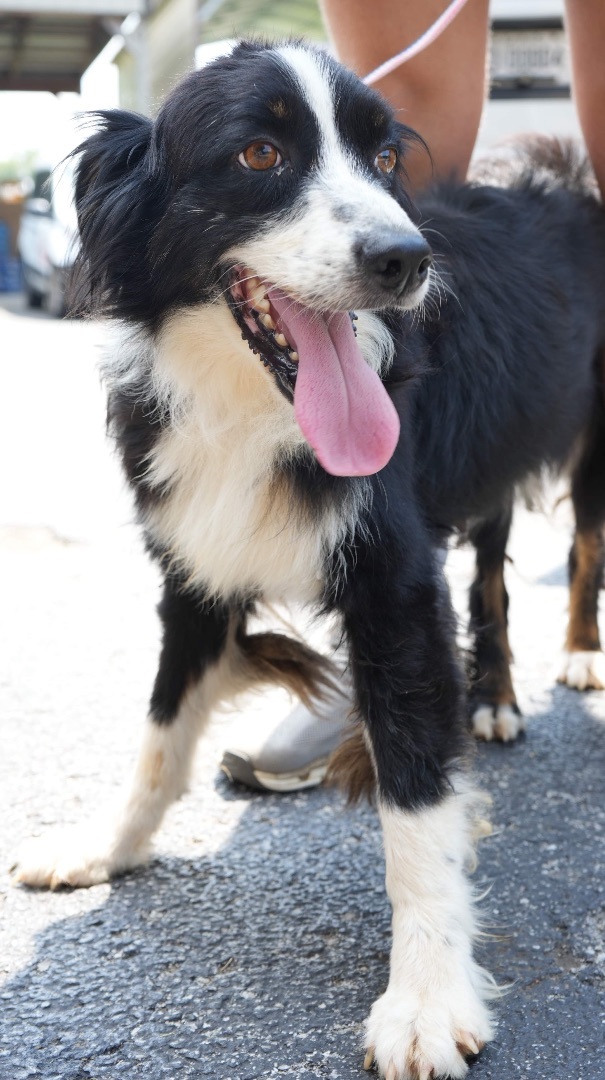 Shay , an adoptable Border Collie in Chestertown, MD_image-1