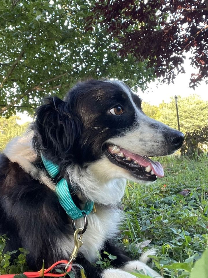 Shay , an adoptable Border Collie in Chestertown, MD_image-5