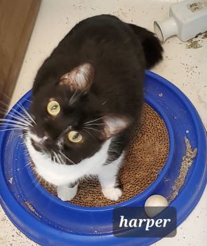 Harper