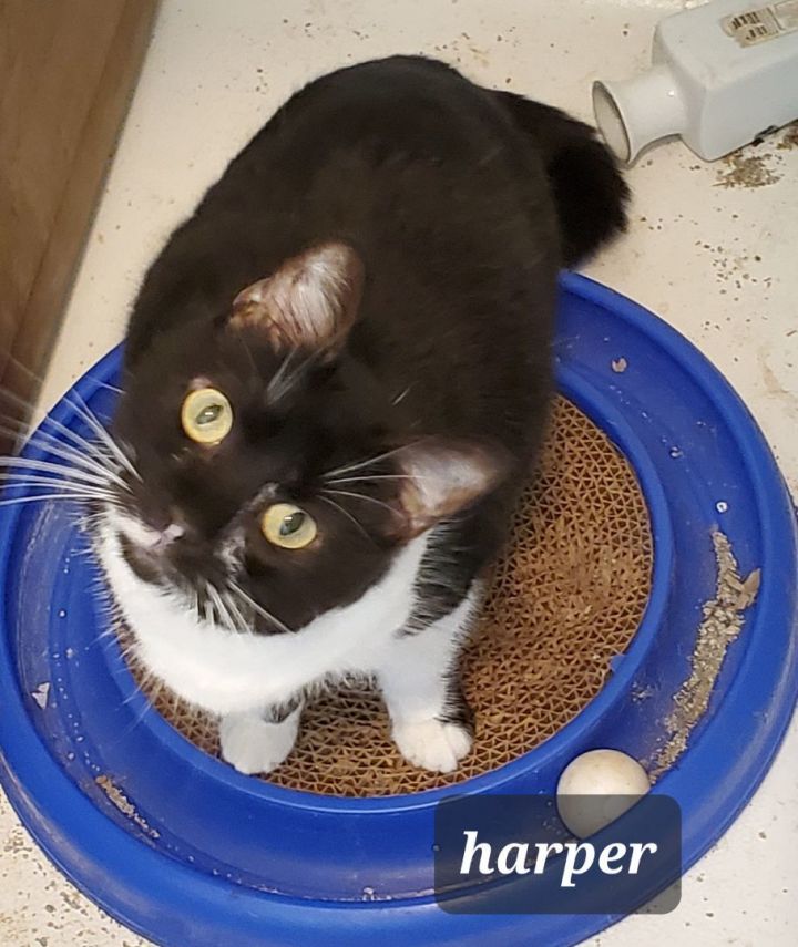 Harper 1