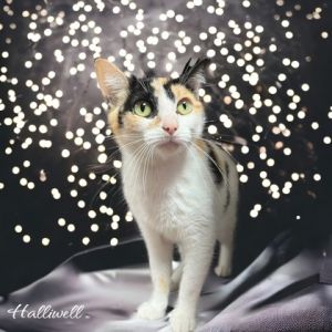 Halliwell