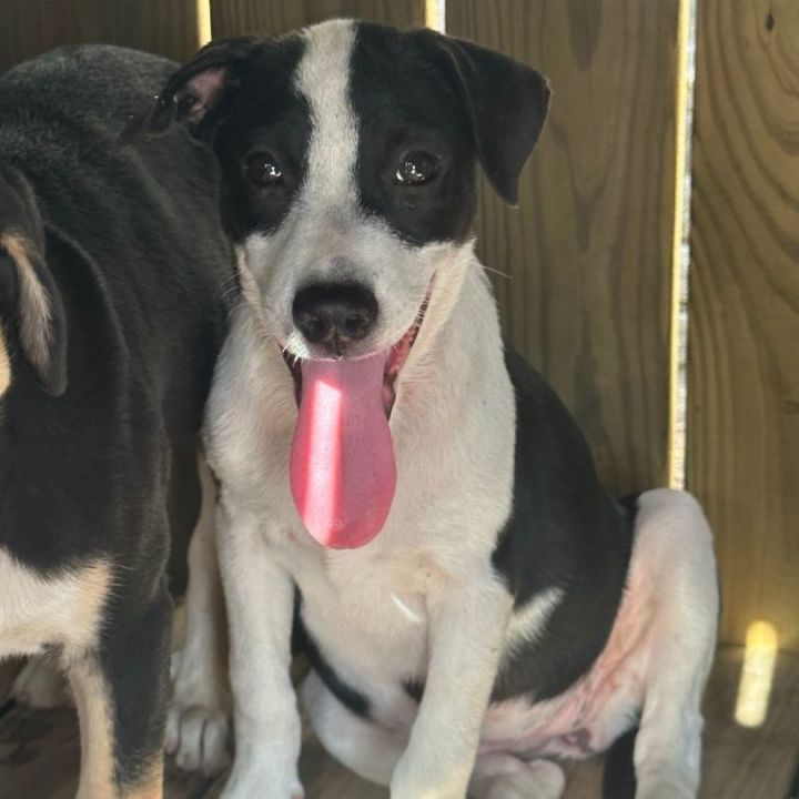 Hoshi, an adoptable Cattle Dog & Labrador Retriever Mix in Houston, TX_image-1