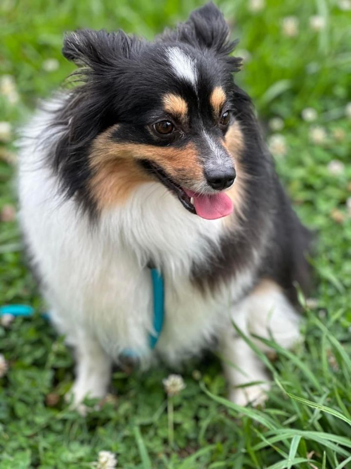 Wish , an adopted Australian Shepherd Mix in Chestertown, MD_image-3