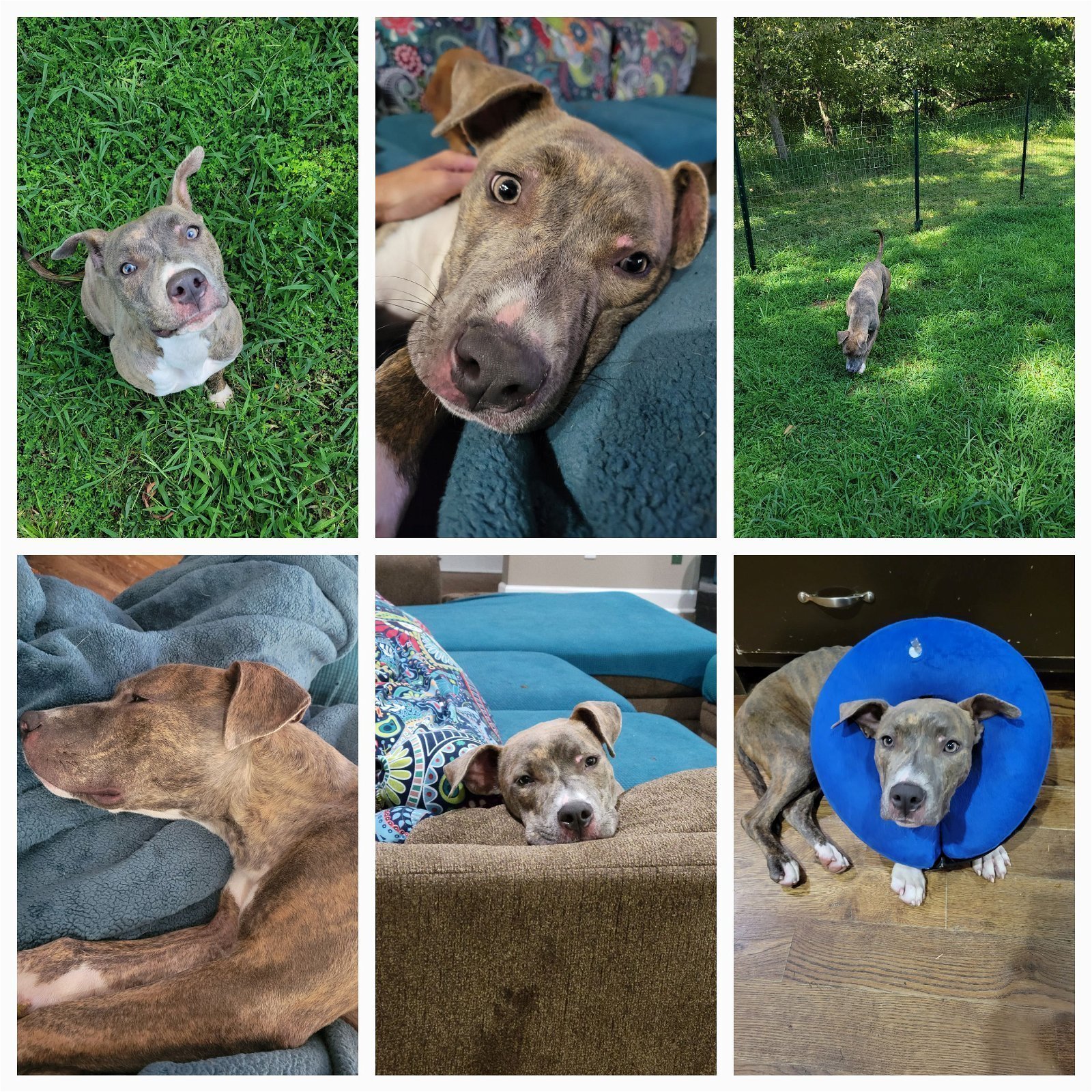 Dog for adoption Waffles, an American Staffordshire Terrier in