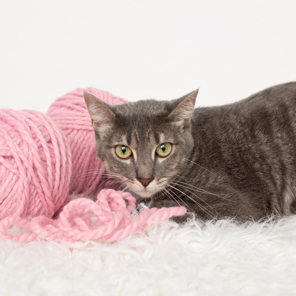 Kenzie, an adoptable Domestic Short Hair in Flower Mound, TX, 75028 | Photo Image 1
