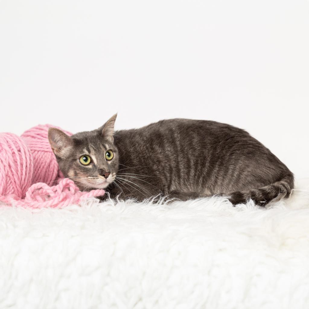 Kenzie, an adoptable Domestic Short Hair in Flower Mound, TX, 75028 | Photo Image 2