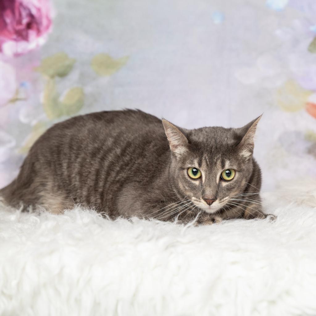 Kenzie, an adoptable Domestic Short Hair in Flower Mound, TX, 75028 | Photo Image 3