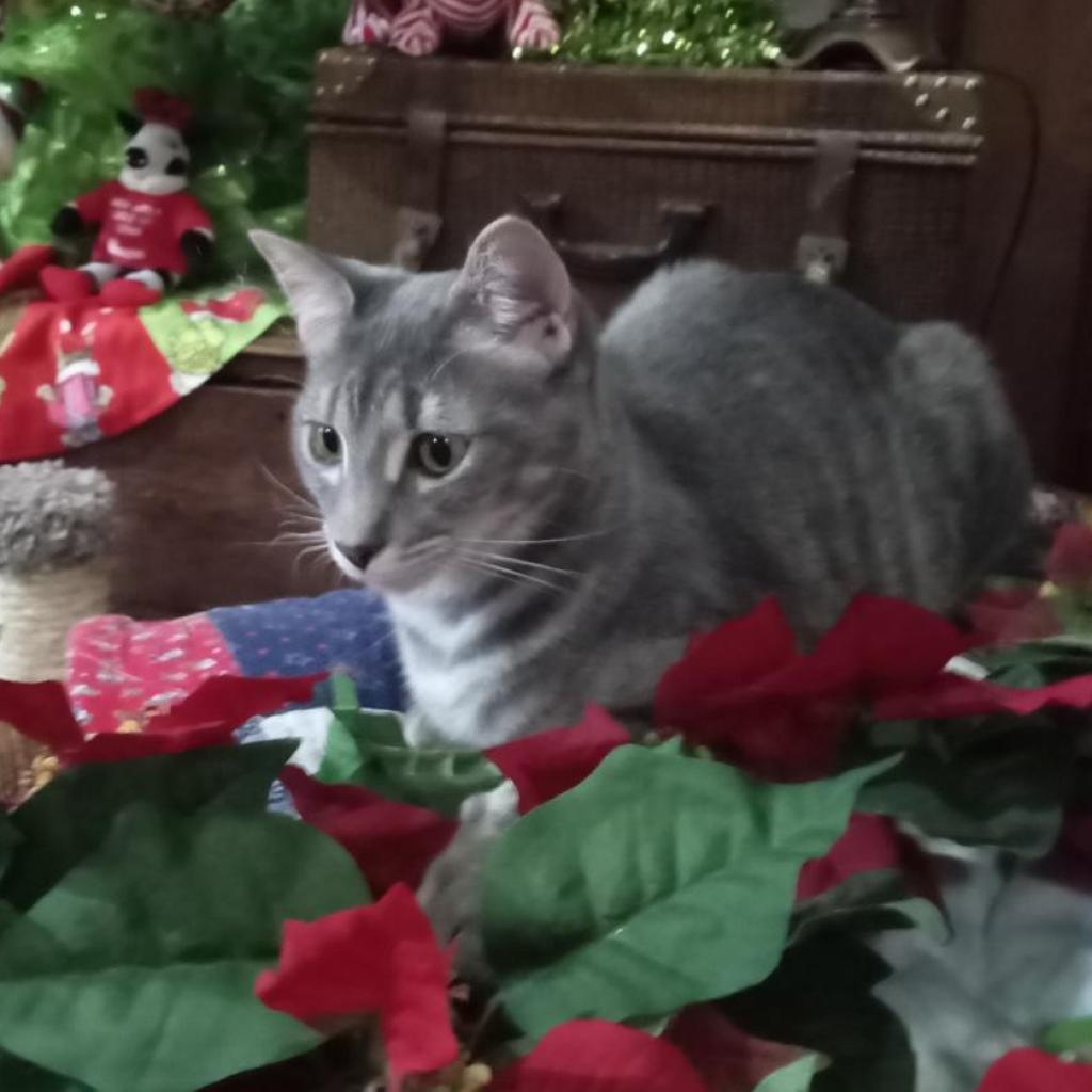 Kenzie, an adoptable Domestic Short Hair in Flower Mound, TX, 75028 | Photo Image 4