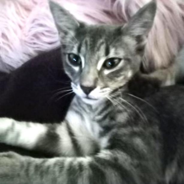 Kenzie, an adoptable Domestic Short Hair in Flower Mound, TX, 75028 | Photo Image 5