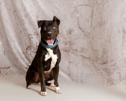 Bagheera, an adoptable Mixed Breed in Portola, CA, 96122 | Photo Image 2