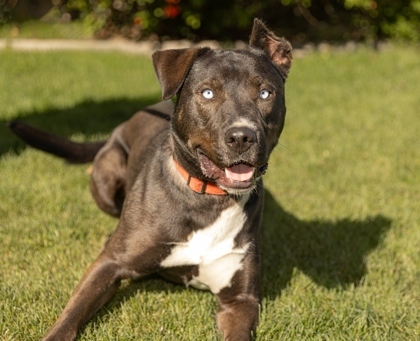 Bagheera, an adoptable Mixed Breed in Portola, CA, 96122 | Photo Image 3