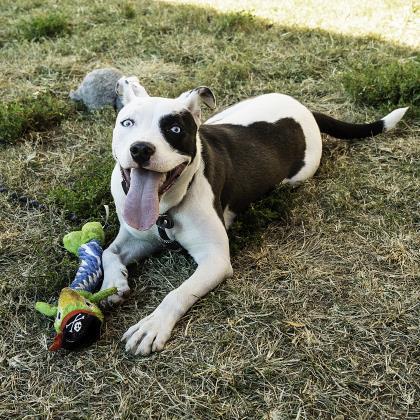 Black Pearl- IN FOSTER