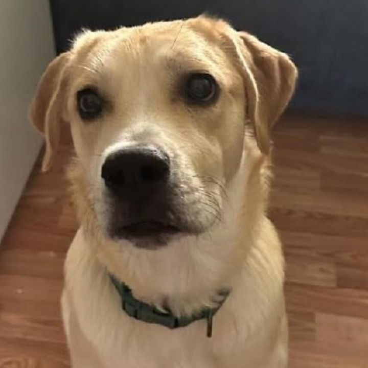 Kona (I have a video), an adoptable Labrador Retriever Mix in Highland, MD_image-2