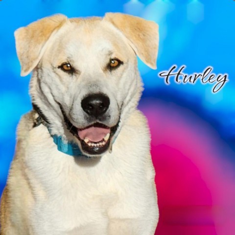 Hurley - PAWS, an adoptable Labrador Retriever in Las Cruces, NM, 88001 | Photo Image 1