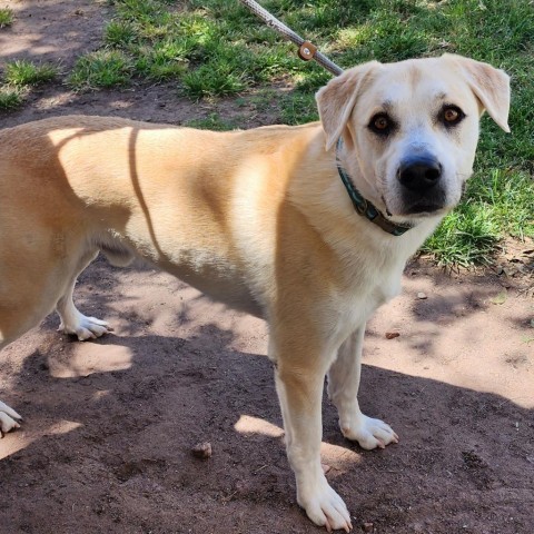 Hurley - PAWS, an adoptable Labrador Retriever in Las Cruces, NM, 88001 | Photo Image 2