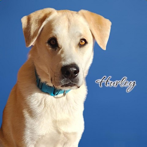 Hurley - PAWS, an adoptable Labrador Retriever in Las Cruces, NM, 88001 | Photo Image 3