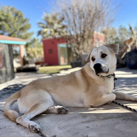 Hurley - PAWS, an adoptable Labrador Retriever in Las Cruces, NM, 88001 | Photo Image 5