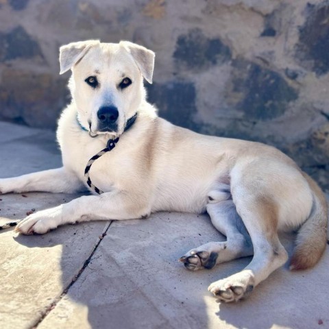 Hurley - PAWS, an adoptable Labrador Retriever in Las Cruces, NM, 88001 | Photo Image 6